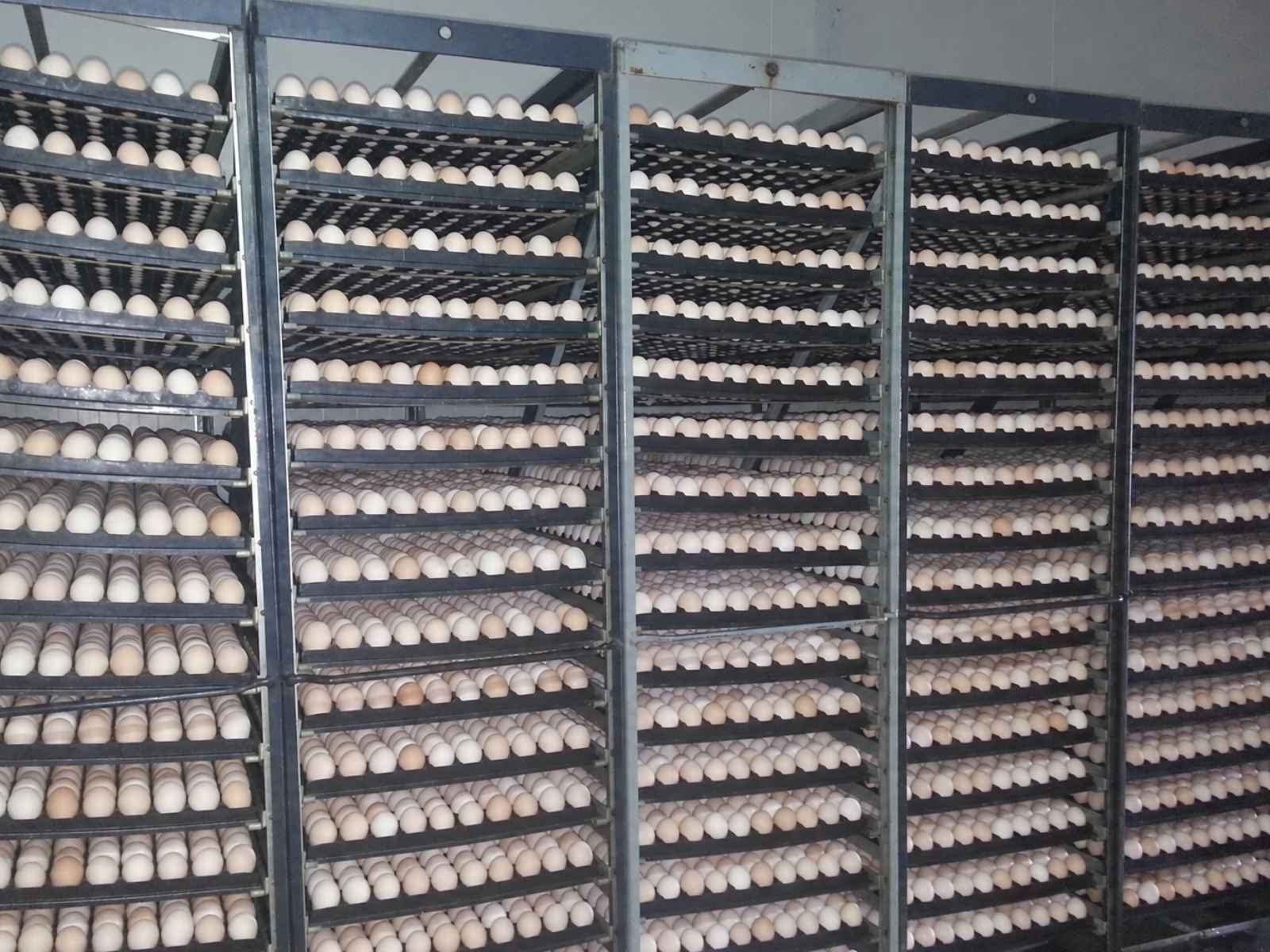 Eggs on a rack